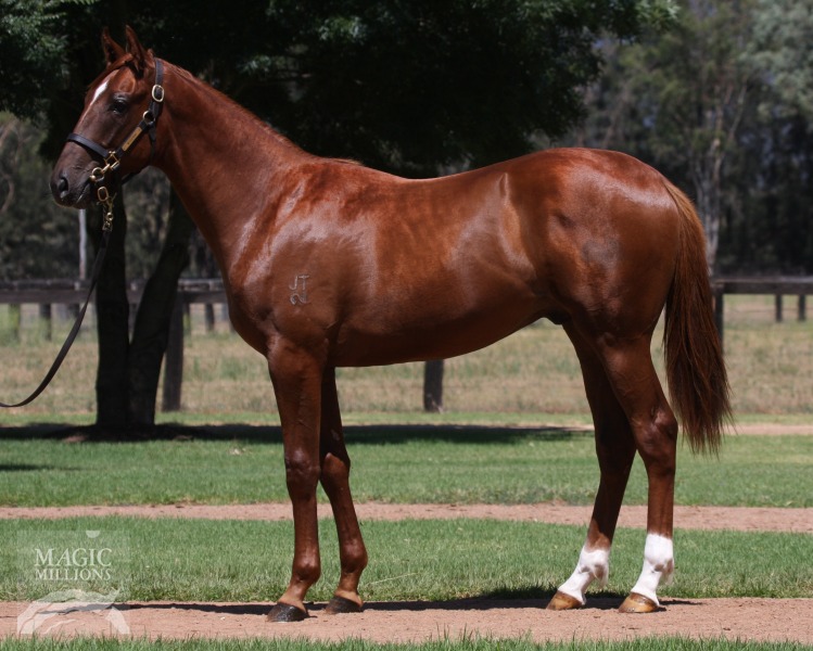 Sebring (AUS) / Peach Tree (AUS) - photo 1