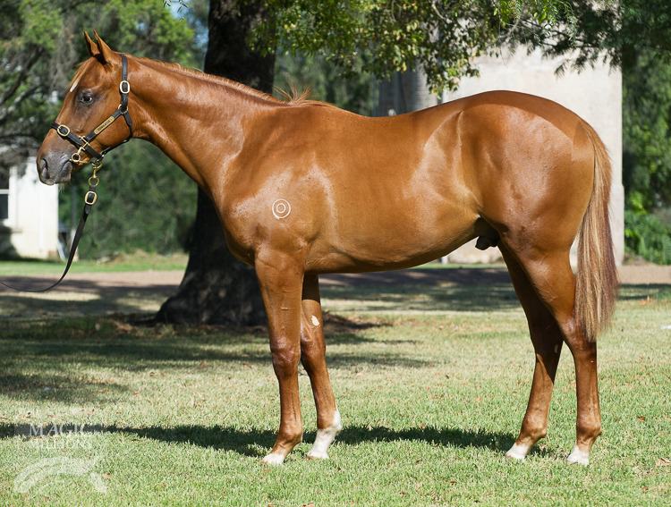 Foxwedge (AUS) / Permission To Land (AUS) - photo 1