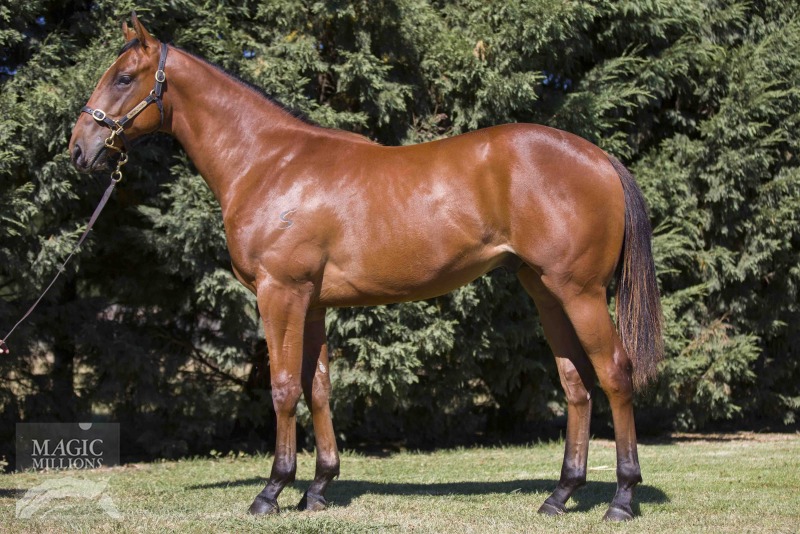 I Am Invincible (AUS) / Perpugilliam (AUS) - photo 1