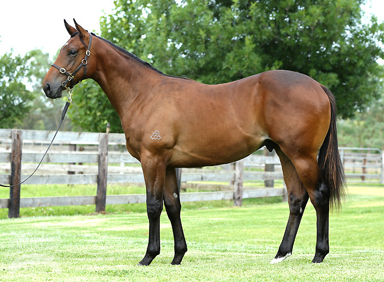 Redoute's Choice (AUS) / Phantom Queen (AUS) - photo 1