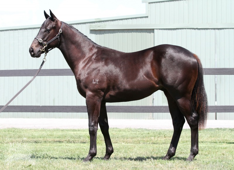 Lonhro (AUS) / Pilbara Sand (AUS) - photo 1