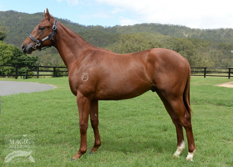 All Too Hard (AUS) / Pink Siris (AUS) - photo 1