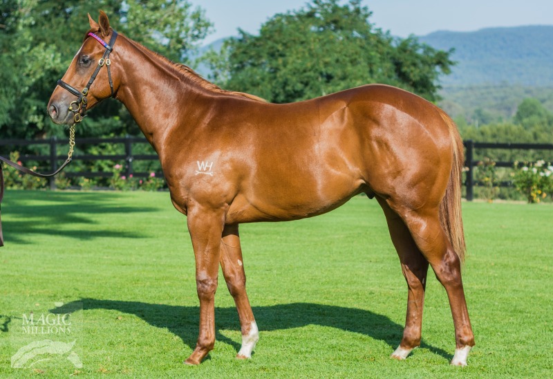 Foxwedge (AUS) / Pinocchio (AUS) - photo 1