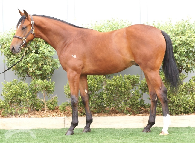 Stratum (AUS) / Plucky Lady (AUS) - photo 1