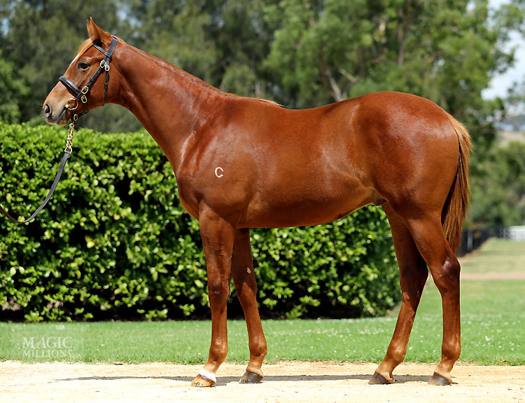 Choisir (AUS) / Polite (USA) - photo 1