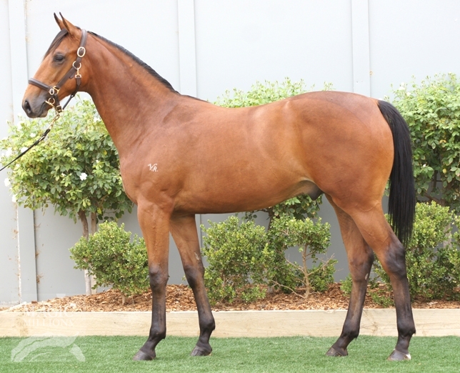 Bullet Train (GB) / Prime Choice (NZ) - photo 1