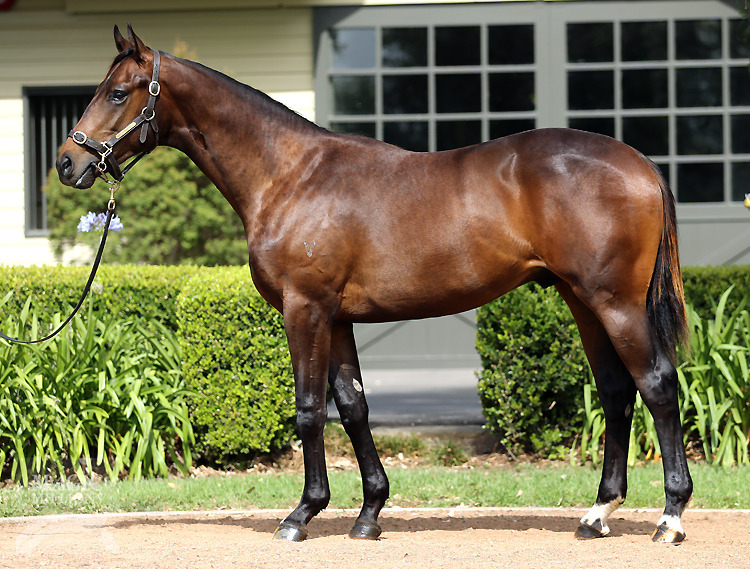 Congrats (USA) / Purrpurrlena (AUS) - photo 1