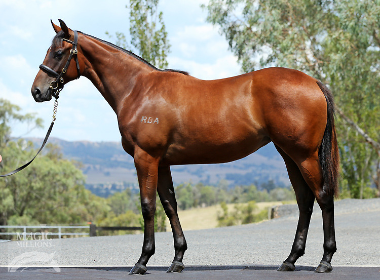 Snitzel (AUS) / Pushing Daisies (AUS) - photo 1