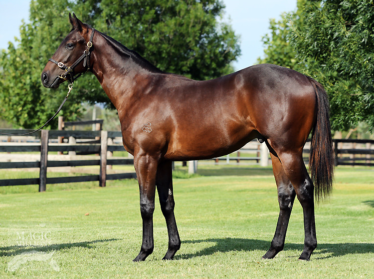 Smart Missile (AUS) / Pyrography (AUS) - photo 1