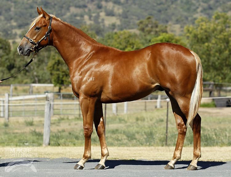 Not A Single Doubt (AUS) / Quipster (AUS) - photo 1