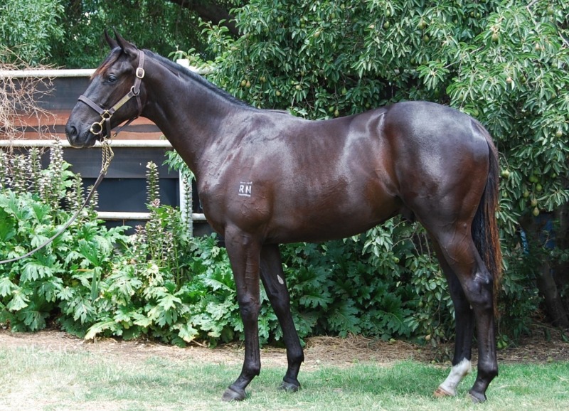 Commands (AUS) / Redaluca's Gaze (AUS) - photo 1