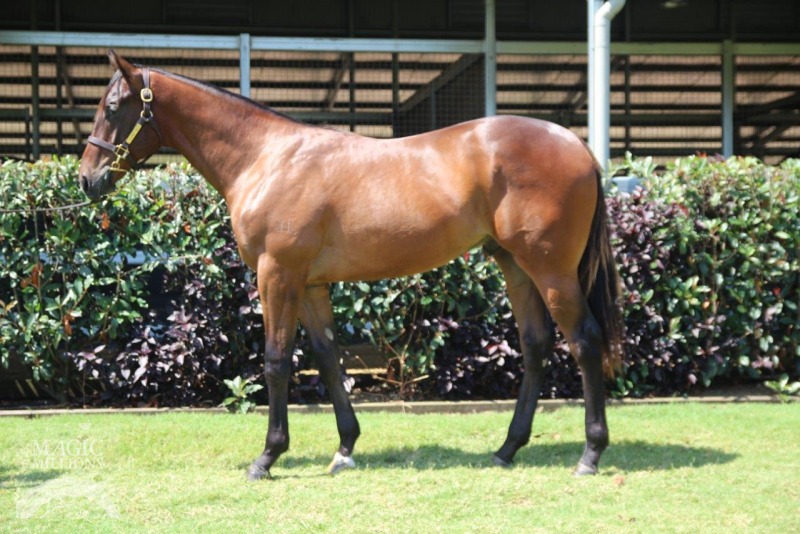 Snitzel (AUS) / Regrowth (AUS) - photo 1