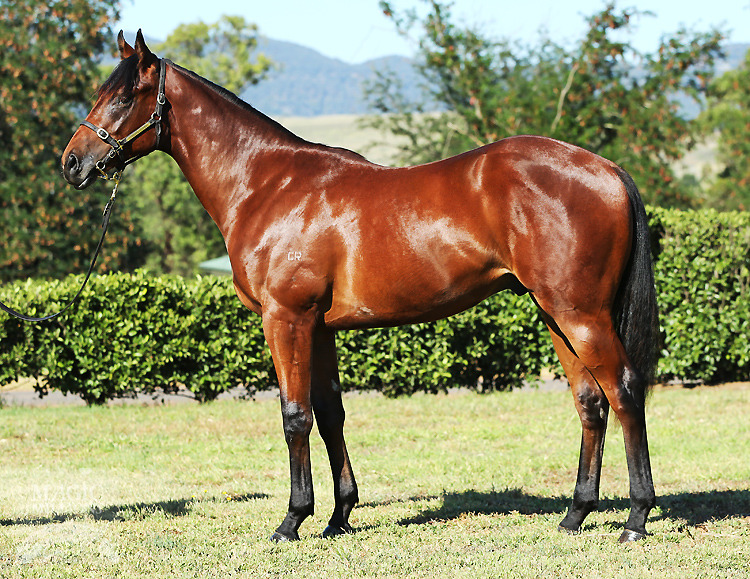 Sepoy (AUS) / Riptide (AUS) - photo 1