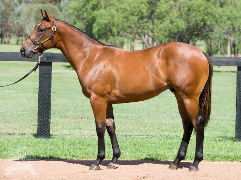 More Than Ready (USA) / Rock Of Fortune (AUS) - photo 1