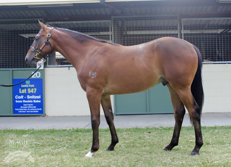 Snitzel (AUS) / Rockin Babe (AUS) - photo 1