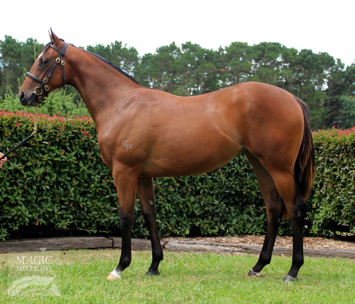 Snitzel (AUS) / Rose Of Montana (AUS) - photo 1