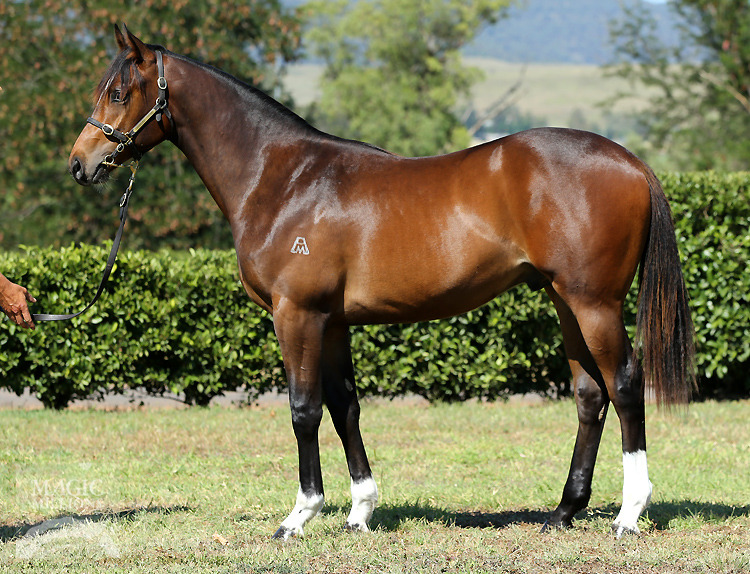 Stratum (AUS) / Rosmarino (AUS) - photo 1