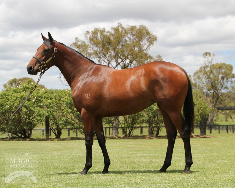 Royal Disguise (AUS) - photo 1