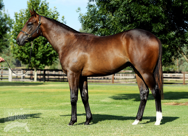 Snitzel (AUS) / Sabanci (AUS) - photo 1