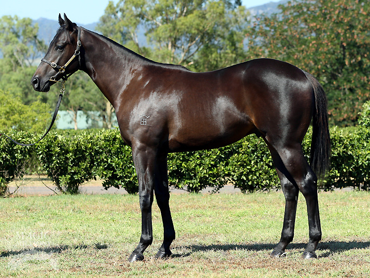 Poet's Voice (GB) / Salix Caprea (AUS) - photo 1