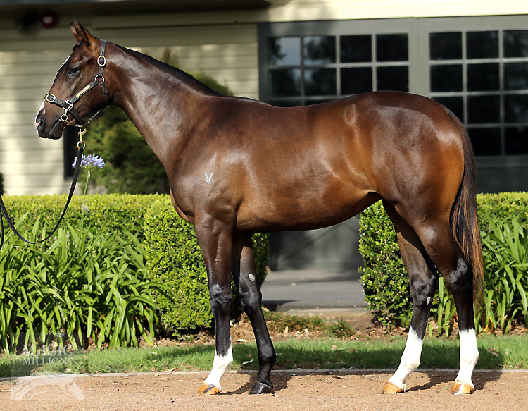 More Than Ready (USA) / Sally's World (AUS) - photo 1