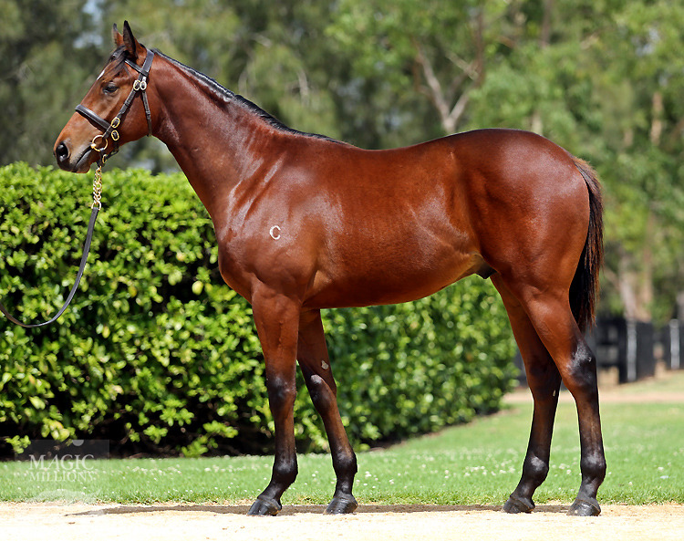 Excelebration (IRE) / Satirical Lady (AUS) - photo 1