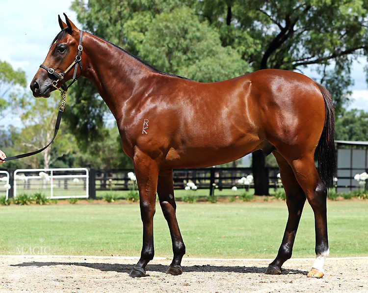 Excelebration (IRE) / Saucy Nell (AUS) - photo 1