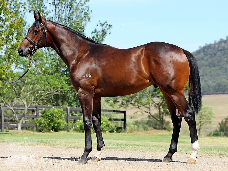 Sebring (AUS) / Sea Eye Pea (AUS) - photo 1
