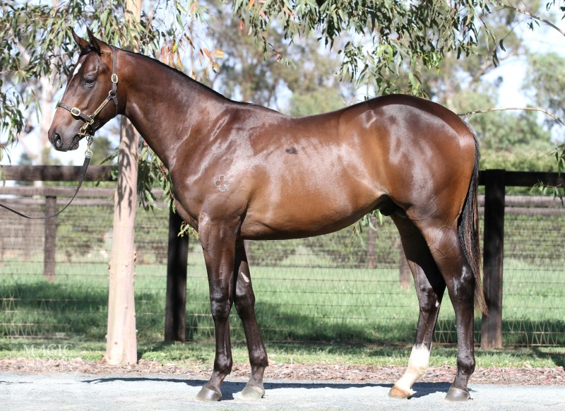 Snitzel (AUS) / Seaside Home (USA) - photo 1