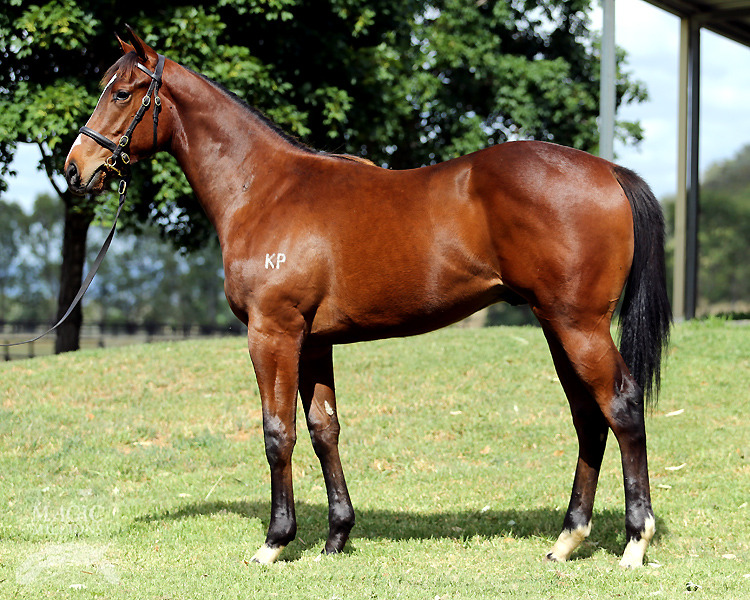 Helmet (AUS) / Seeking Sunshine (USA) - photo 1