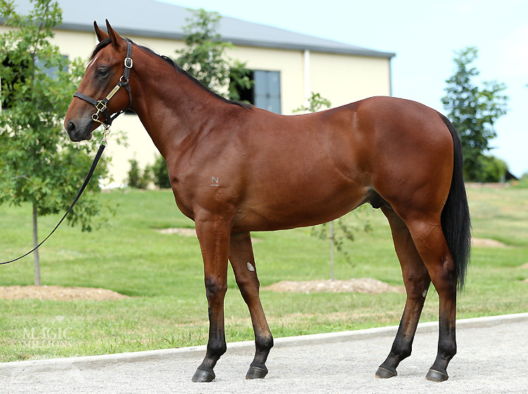 Snitzel (AUS) / Serious Impact (AUS) - photo 1