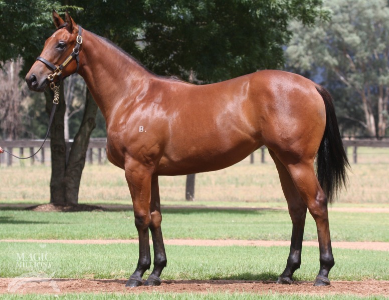 Sepoy (AUS) / Shanzero (AUS) - photo 1