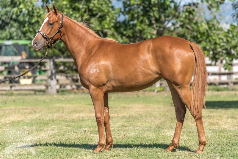 Zoffany (IRE) / She's Sirius (AUS) - photo 1