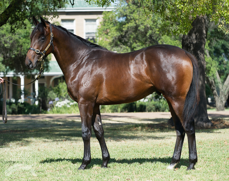 Your Song (AUS) / Siphon (AUS) - photo 1