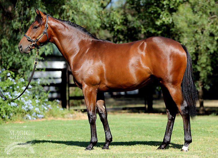 Pierro (AUS) / Sirani (AUS) - photo 1