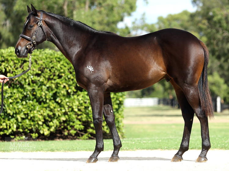 Foxwedge (AUS) / Sister Havana (NZ) - photo 1