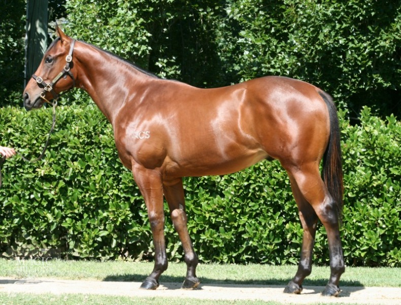 Street Cry (IRE) / Sistine Angel (AUS) - photo 1