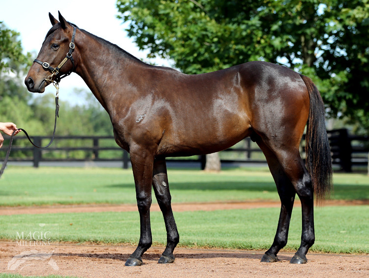 Pierro (AUS) / Skates (AUS) - photo 1