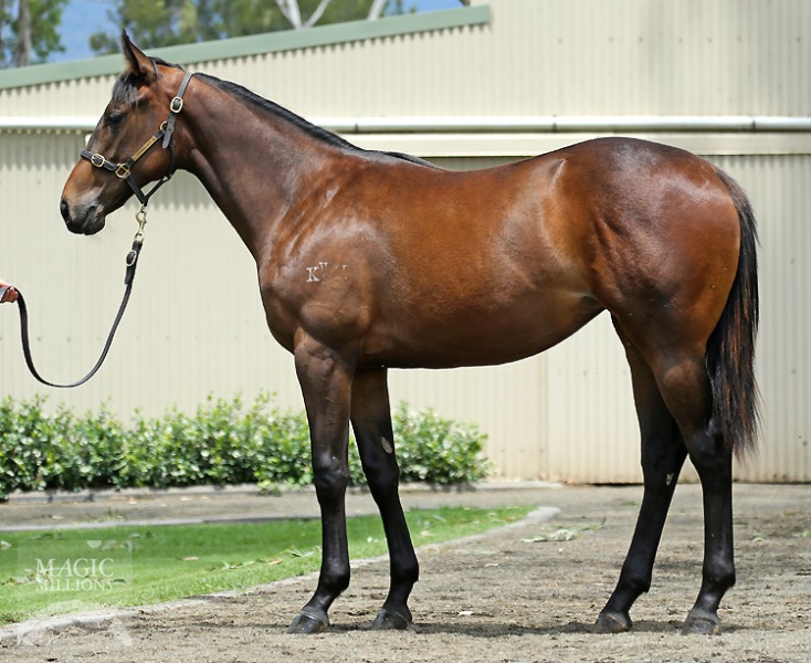 Bernardini (USA) / Smash Hit (AUS) - photo 1