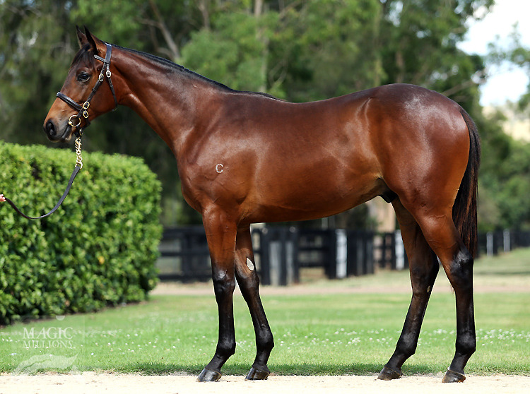 Uncle Mo (USA) / Snake Mary (AUS) - photo 1