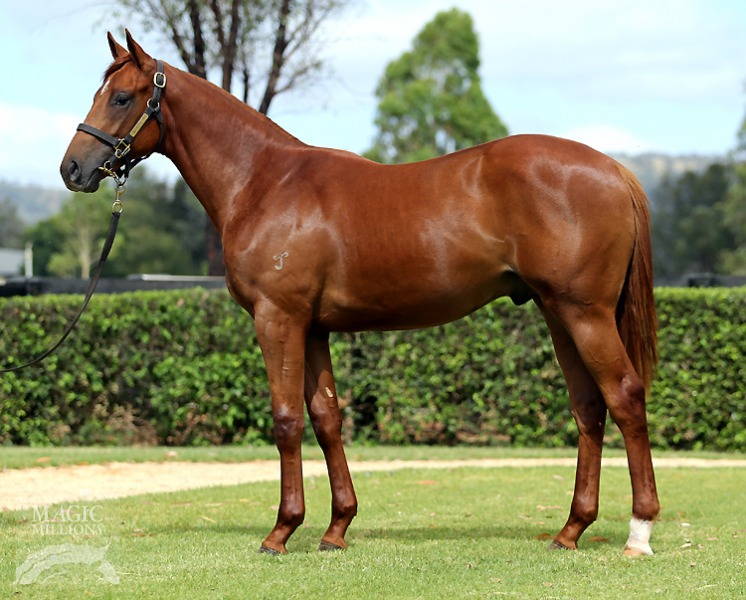 Sepoy (AUS) / Snow Blitz (AUS) - photo 1