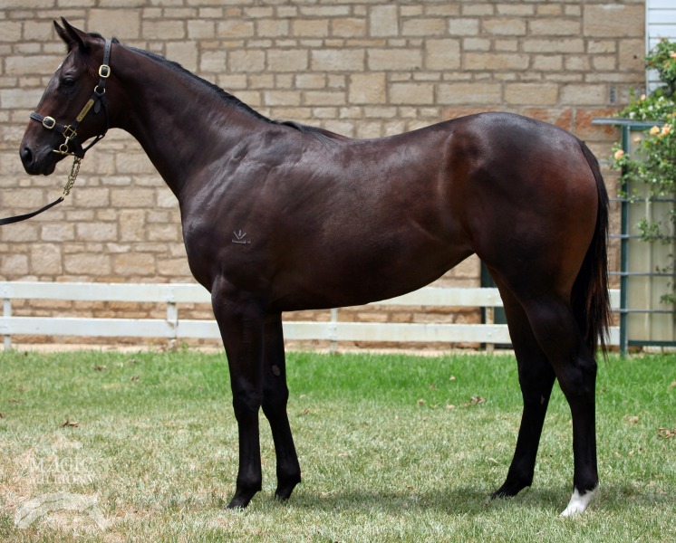 Sebring (AUS) / Spirit Of The Nile (AUS) - photo 1