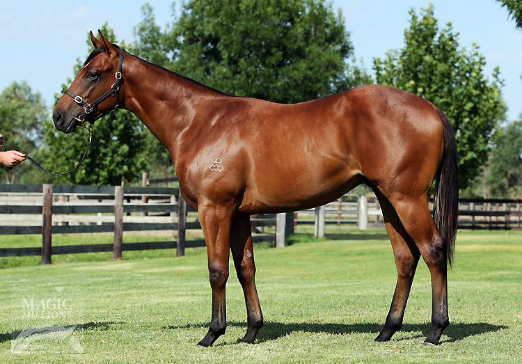 Smart Missile (AUS) / Stormy Hussey (AUS) - photo 1