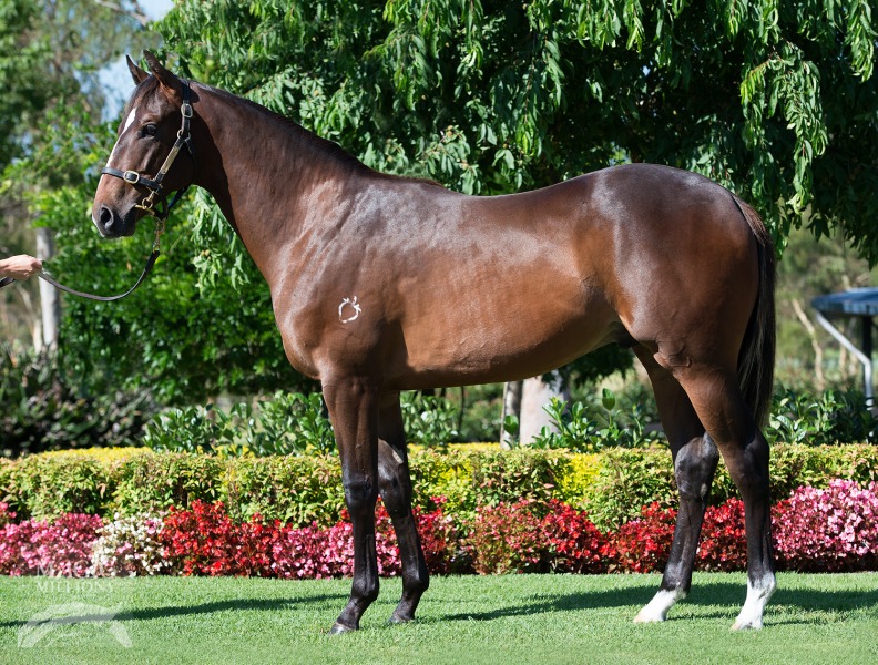 Not A Single Doubt (AUS) / Strawberry Girl (USA) - photo 1