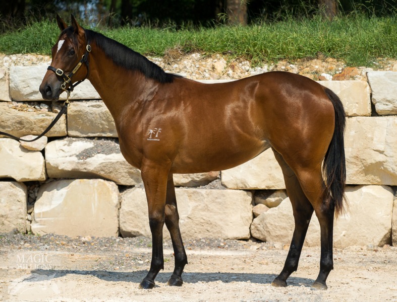 Not A Single Doubt (AUS) / Street 'Em Sheila (USA) - photo 1