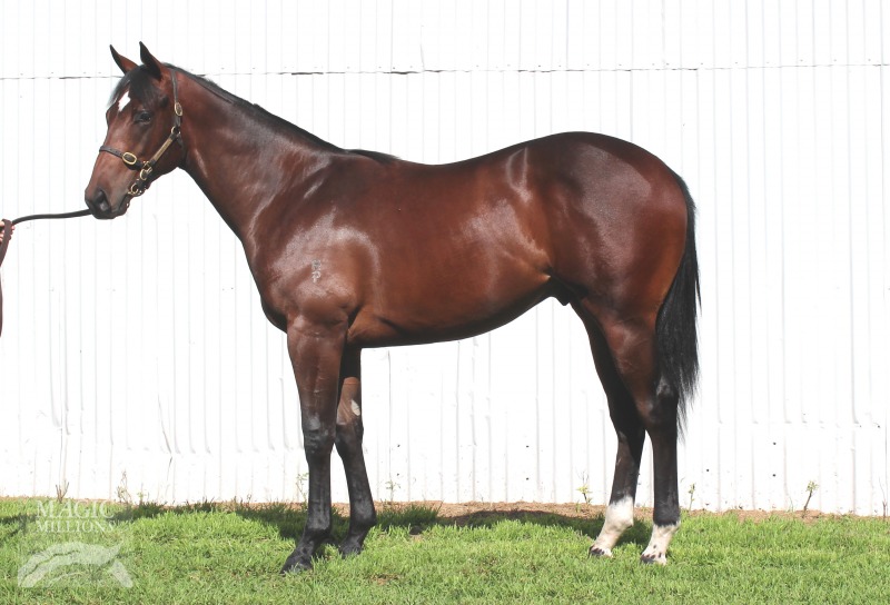 Al Maher (AUS) / Street Princess (AUS) - photo 1