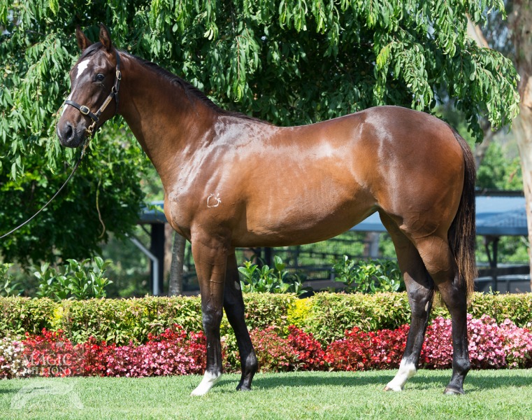 More Than Ready (USA) / Sugar Babe (NZ) - photo 1