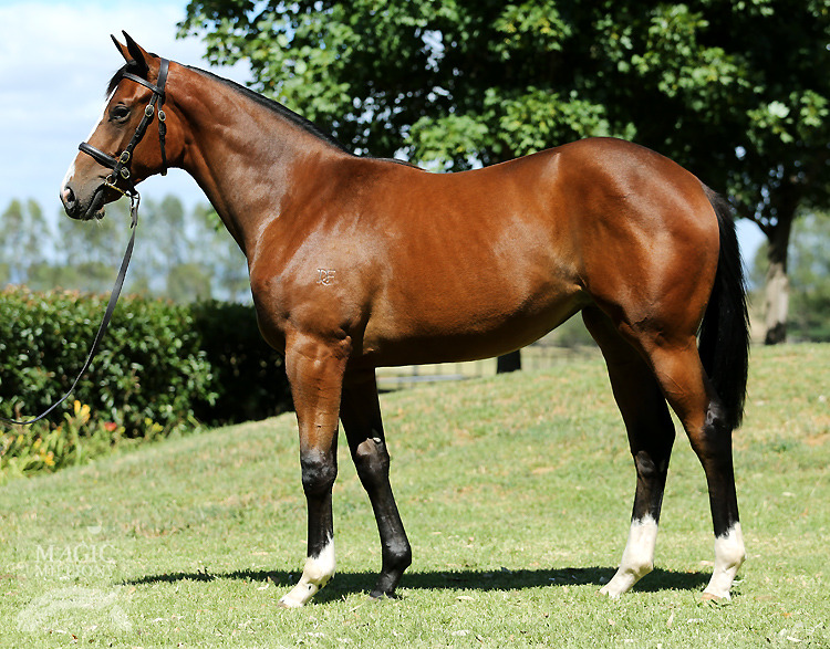 Fastnet Rock (AUS) / Suitely (AUS) - photo 1