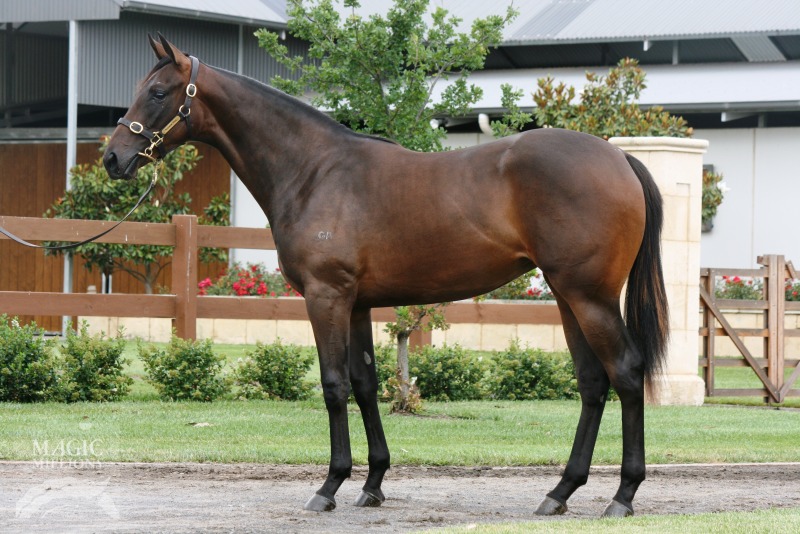 Commands (AUS) / Swansea (IRE) - photo 1