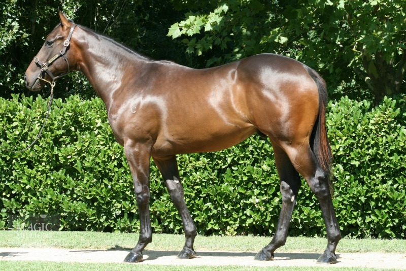 Fastnet Rock (AUS) / Sweet Sanette (SAF) - photo 1